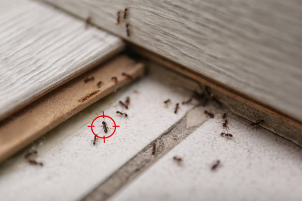 Pest Control Cost in Taft, CA