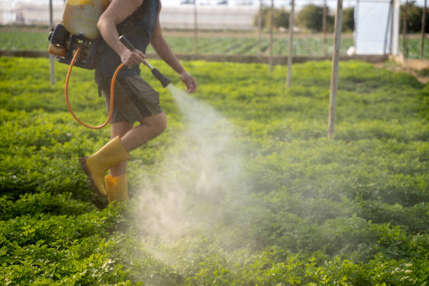 Best Flea Control Services  in Taft, CA
