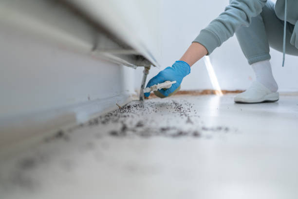 Wasp Removal Services in Taft, CA
